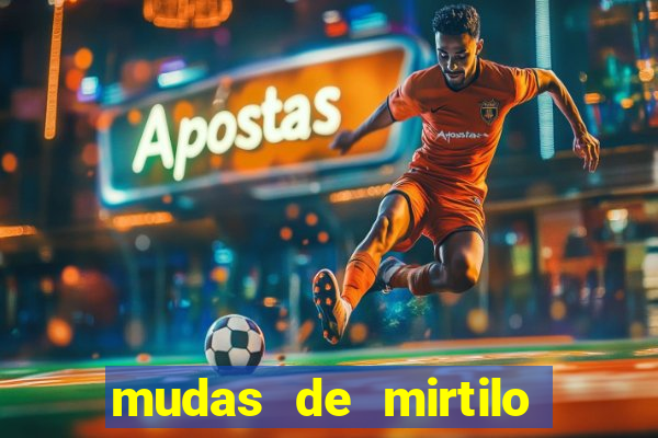 mudas de mirtilo em porto alegre